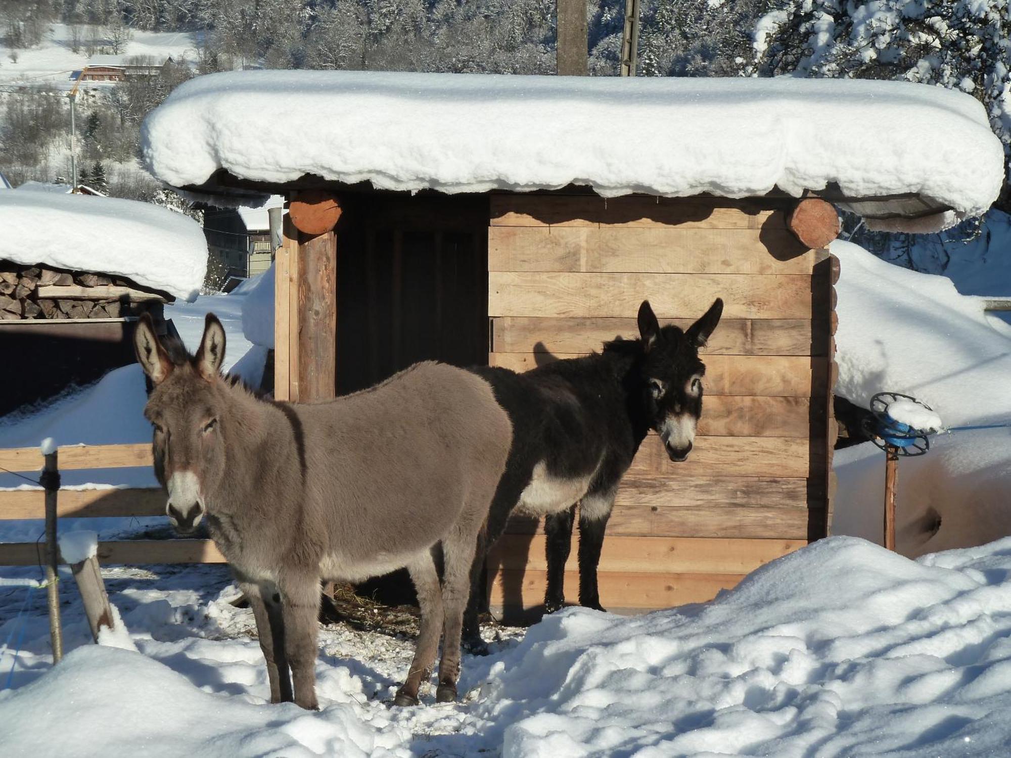 Le Bois Des Louison Seytroux Exterior foto
